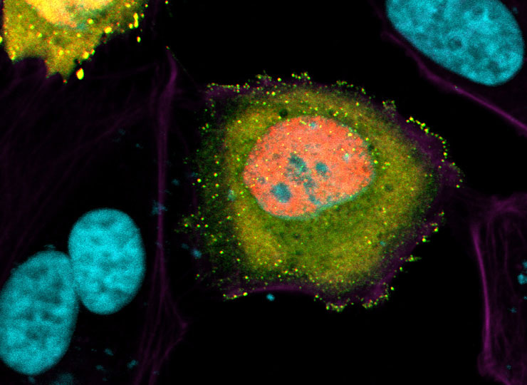 Research image of influenza pathogen