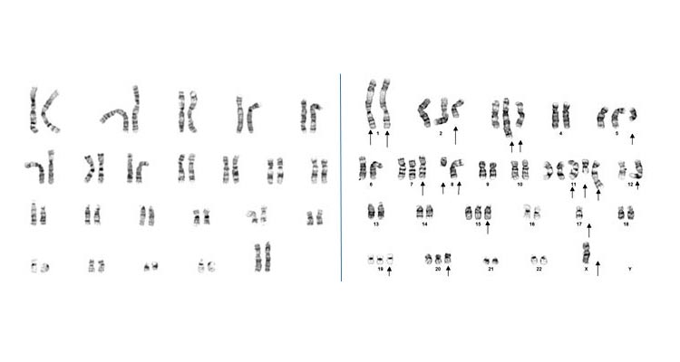 cytogenomics