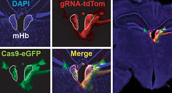 Habenular TCF7L2 graphic