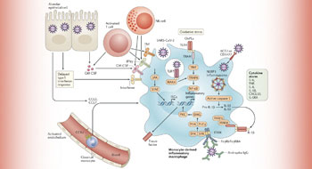 Merad lab graphic