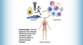 Swirski lab graphic