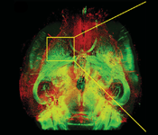 Brain and Body Lab image