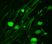 Brain and Body Lab image