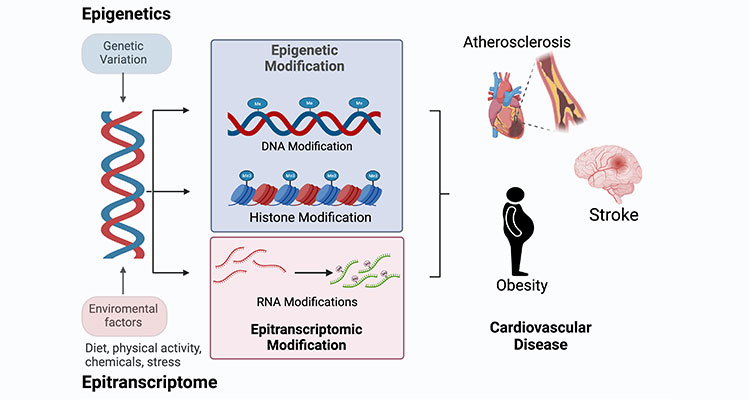 epigenetics graphic