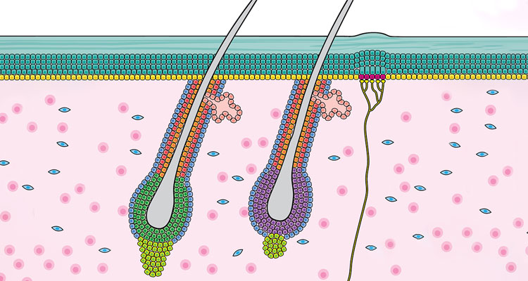 skin layer illustration